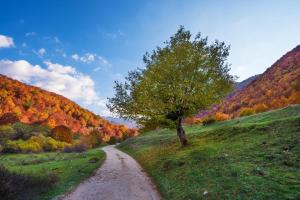 a tree on a hill next to a dirt road at Il Camoscio Mountain & Bike in Rovere