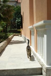 Fotografia z galérie ubytovania Apartment Ute v Mali Lošinj