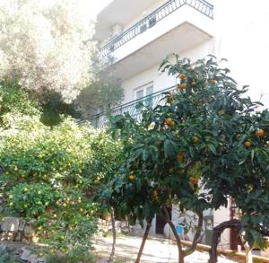 Zahrada ubytování Apartments Maslina