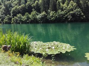 a lake with a bunch of lilies in the water at Residenza Pedrotti in Levico Terme