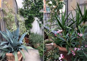 two pictures of a garden with plants and flowers at The Jasmine Terrace Retreat in Bologna