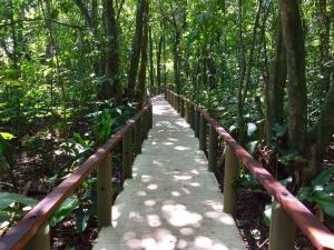 a wooden bridge in the middle of a forest at Pachira Lodge in Tortuguero