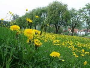 Taman di luar Gasthof Zur Linde