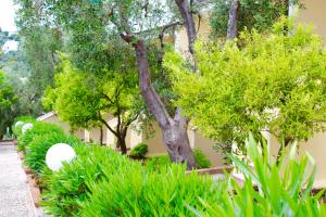 un jardín con plantas verdes y un árbol en Villaggio Turistico Defensola, en Vieste