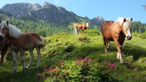 Gallery image of Hotel Kristall in Kleinarl