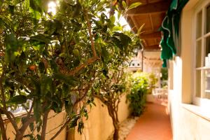 a row of potted plants on the side of a building at Hotel Corallo in Pomonte