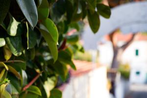 a tree with green leaves in front of a building at Hotel Corallo in Pomonte