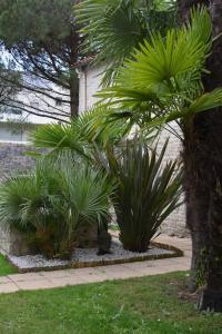 un grupo de palmeras y un gato sentado bajo un árbol en Le Petit bois, en Niort