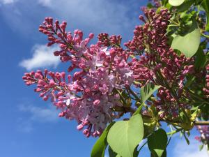 a bunch of purple flowers in the sky at Villa Pusteblume in Bad Grund