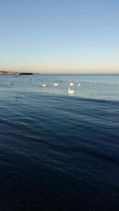 a group of birds swimming in the water at Apart hotel Sara seaview in Olimp