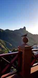 a bird sitting on top of a fence with a mountain at El Rinconcito de Tejeda in Tejeda