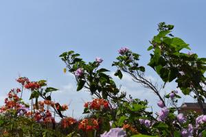 a group of flowers against a blue sky at The Pool House in Saint Philip