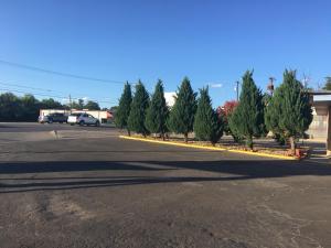 a parking lot with a row of pine trees at Royal Inn in Early