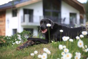 a black dog laying in the grass with flowers at Engadin Lodge PREMIUM & PRIVATE in Samnaun