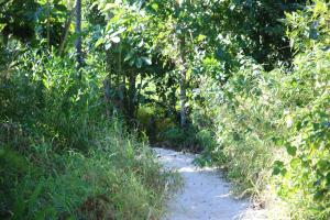 a dirt path in the middle of a forest at Backpackers Inn On The Beach in Byron Bay