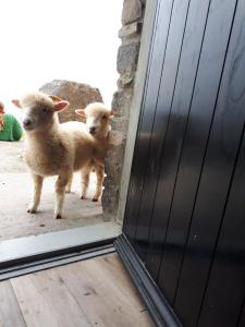 due pecore in piedi davanti a una porta di Old Irish farmhouse a Dingle