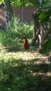 a red bird standing in the grass at Casa Trastullo in Massa Martana