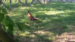 マッサ・マルターナにあるCasa Trastulloの草原に立つ鳥