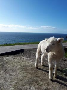 ein Schaf, das auf einer Straße nahe dem Meer steht in der Unterkunft Old Irish farmhouse in Dingle