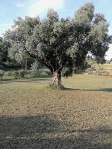 a tree in the middle of a field at I due Ulivi - strada per La Caletta in Siniscola
