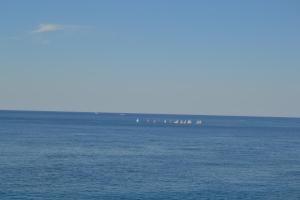 a group of birds sitting on top of the water at Apartments Nicole in Pula
