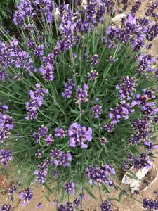 a bouquet of purple flowers sitting on the ground at White Crow House in Hévíz