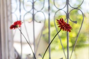 two red flowers are sitting in a window at Szőlőskert Vendégház in Baj