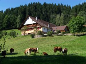 eine Kuhherde, die auf einem Feld vor einem Haus weidet in der Unterkunft Martinhansenhof in Oberwolfach