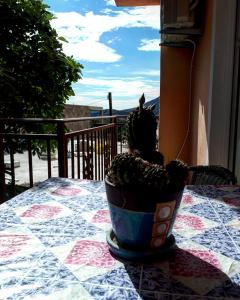 a cactus sitting in a pot on a table at Apartments Vitic in Sutomore