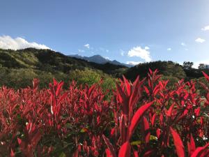 a field of red plants with mountains in the background at Alps Lodge & Spa in Hokuto