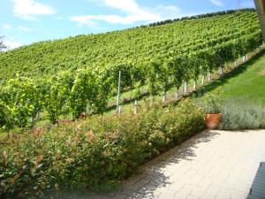 Zahrada ubytování Ferienhaus Weingut Bauer