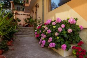 Zahrada ubytování Hotel Orchidea