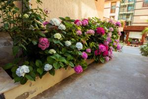 Zahrada ubytování Hotel Orchidea