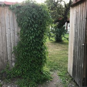 a green bush is growing on the side of a fence at Lillemyrsgården in Forshaga