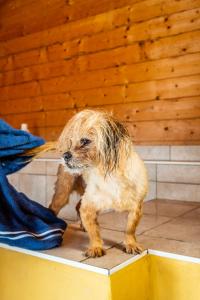 a small dog with long hair on the floor at Hotel Pharisäerhof - DAS Hundehotel auf Nordstrand mit Restaurant und Café in Nordstrand