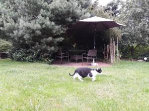 Domácí mazlíčci ubytovaní s hosty v ubytování Ranch 79