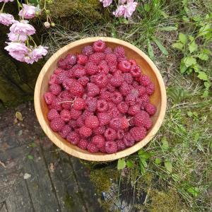 a bowl of raspberries sitting on the ground at Chambres d'Hôtes Les Ifs in Montsûrs