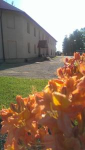 une pile de fleurs orange devant un bâtiment dans l'établissement Klintis, à Jaungulbene
