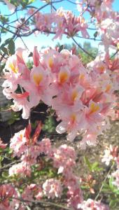 Klintis في Jaungulbene: مجموعة من الزهور الزهرية المتدلية من الشجرة