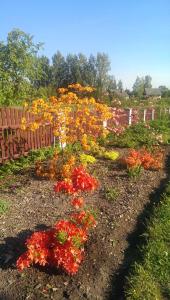 a garden with colorful flowers in the dirt at Klintis in Jaungulbene