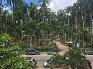 een straat met auto's geparkeerd op een parkeerplaats met palmbomen bij Zus&Zo in Paramaribo