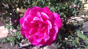 une fleur rose devant une brousse dans l'établissement Finca Los Rosales, à Lajita