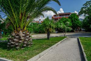 
a large palm tree in the middle of a grassy area at Pansion Kiko in Starigrad
