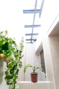 a plant in a pot in a hallway with plants at Zhizhu Homestay in Tainan