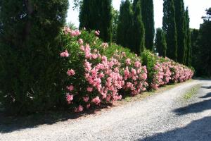 A garden outside Casaleaurelia