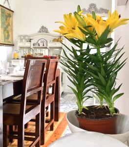科英布拉的住宿－CoimbraAmeias，厨房里桌子上的一个锅子里的黄色花