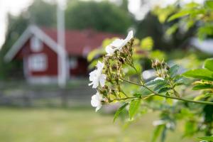 un árbol con flores blancas delante de un granero rojo en Borggården stugor, en Hultsfred