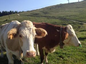 Photo de la galerie de l'établissement Albergo Slalom, à Belluno 36 autres photos