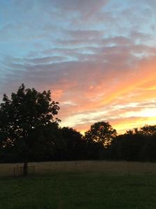 un árbol en un campo con una puesta de sol en el fondo en Dawn Chorus Holidays, en Beccles