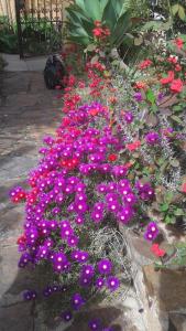 - un bouquet de fleurs violettes dans un jardin dans l'établissement Bed and Breakfast Su Niu, à Quartucciu